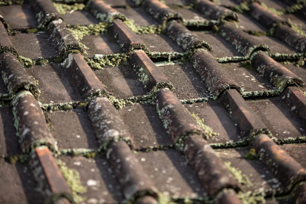 Roof Algae 